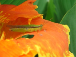 grasshopper on canna flower